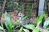 zoorasia_2435_mini.jpg