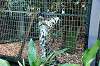 zoorasia_2437_mini.jpg