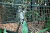 zoorasia_2439_mini.jpg