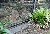 zoorasia_2519_mini.jpg
