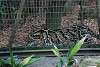zoorasia_2522_mini.jpg
