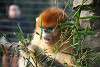 zoorasia_2661_mini.jpg