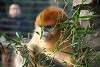 zoorasia_2662_mini.jpg