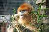 zoorasia_2668_mini.jpg