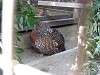 zoorasia_2756_mini.jpg