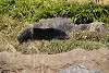 zoorasia_2802_mini.jpg