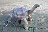 zoorasia_2815_mini.jpg