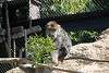 zoorasia_2877_mini.jpg