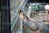 zoorasia_3202_mini.jpg
