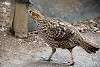 zoorasia_3819_mini.jpg