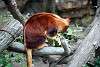zoorasia_3885_mini.jpg