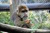 zoorasia_3970_mini.jpg