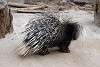zoorasia_4013_mini.jpg