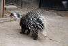 zoorasia_4016_mini.jpg