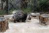 zoorasia_4019_mini.jpg