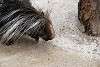 zoorasia_4025_mini.jpg