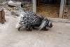 zoorasia_4028_mini.jpg