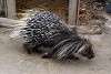 zoorasia_4056_mini.jpg