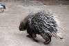 zoorasia_4066_mini.jpg