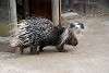 zoorasia_4068_mini.jpg