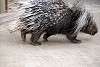 zoorasia_4074_mini.jpg