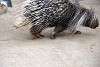 zoorasia_4075_mini.jpg