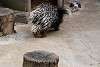zoorasia_4081_mini.jpg