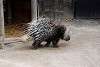 zoorasia_4091_mini.jpg