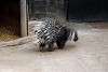 zoorasia_4092_mini.jpg
