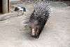 zoorasia_4095_mini.jpg