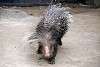 zoorasia_4099_mini.jpg