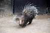 zoorasia_4109_mini.jpg