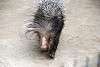 zoorasia_4115_mini.jpg