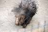 zoorasia_4117_mini.jpg