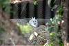 zoorasia_4289_mini.jpg