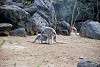 zoorasia_4356_mini.jpg