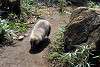 zoorasia_4426_mini.jpg