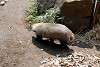 zoorasia_4441_mini.jpg