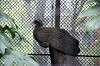 zoorasia_4739_mini.jpg