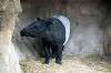 zoorasia_4766_mini.jpg