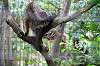 zoorasia_5068_mini.jpg