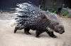 zoorasia_5074_mini.jpg