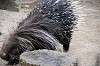 zoorasia_5077_mini.jpg
