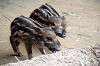 zoorasia_5097_mini.jpg