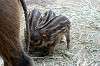 zoorasia_5117_mini.jpg