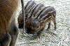 zoorasia_5118_mini.jpg