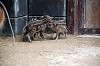 zoorasia_5138_mini.jpg