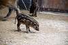 zoorasia_5165_mini.jpg