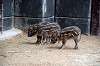 zoorasia_5174_mini.jpg