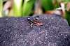 zoorasia_5203_mini.jpg
